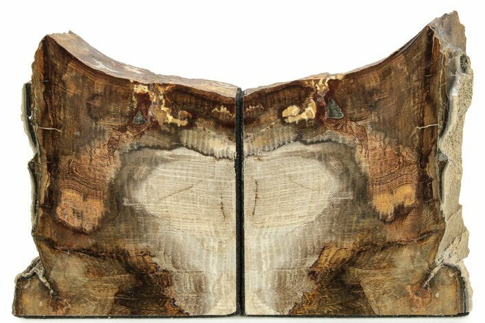 Petrified Wood (Oak) Bookends - Oregon #258317